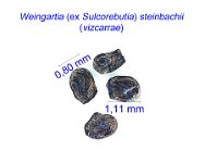 Weingartia steinbachii (vizcarrae) SB.jpg